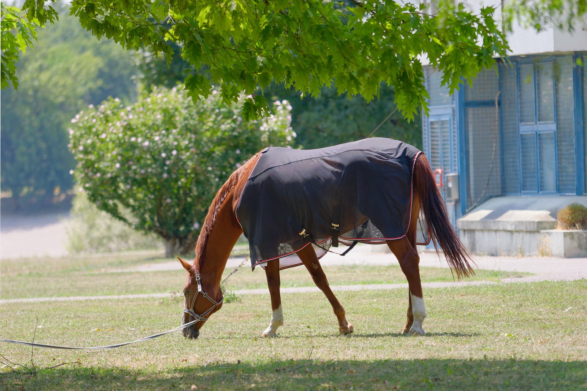 Pferd mit Pferdedecke